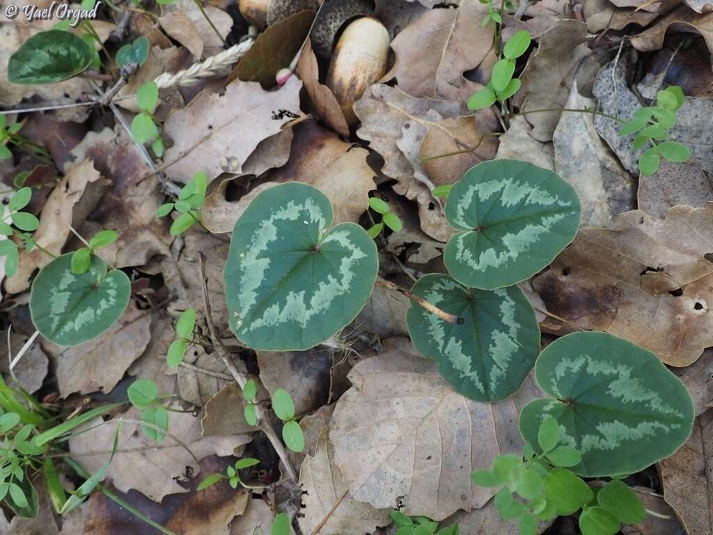 Image of Cyclamen coum Miller