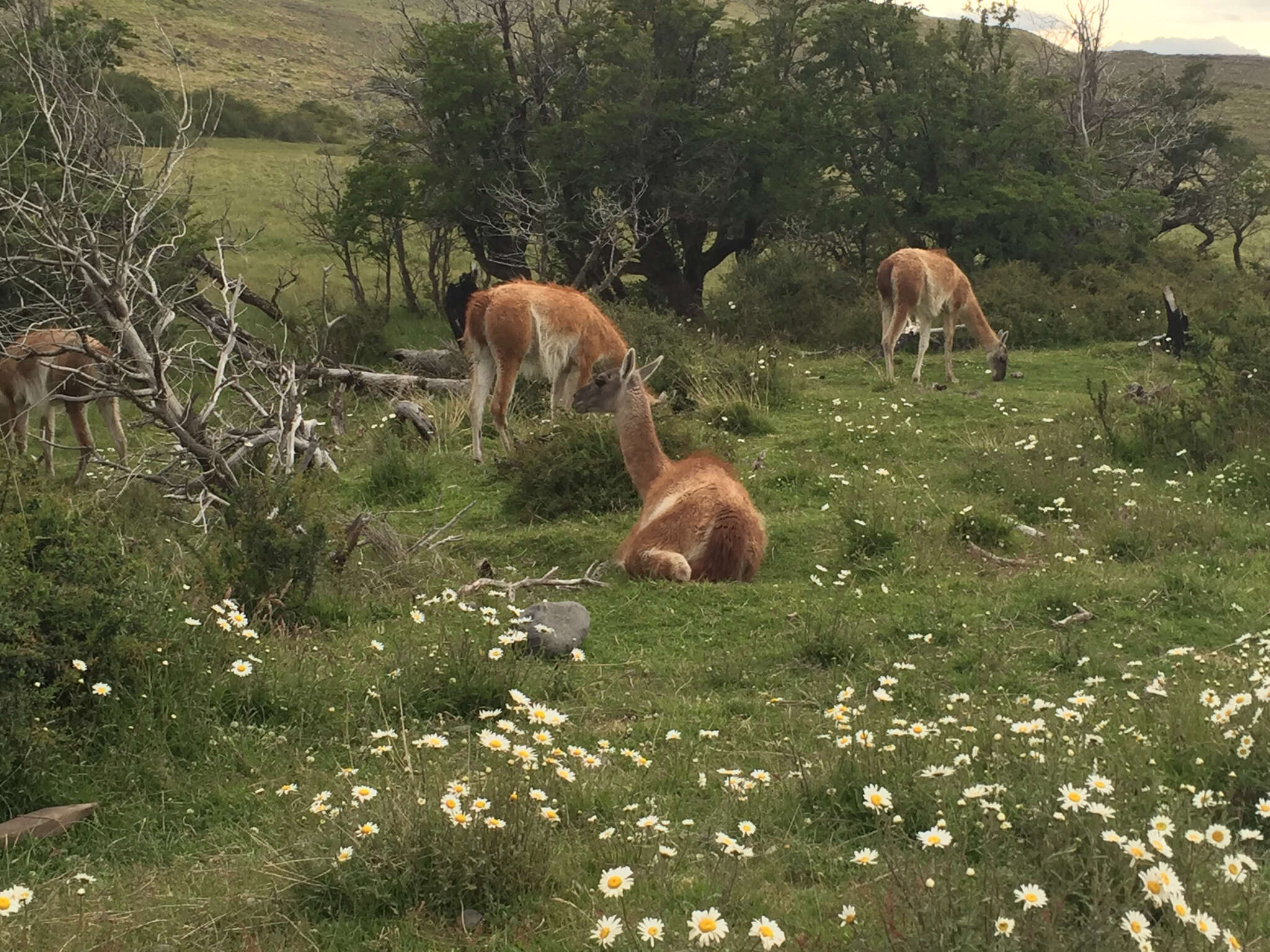 Image of Guanaco