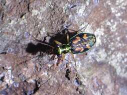 Image of Pericalus (Coeloprosopus) depressus Andrewes 1926