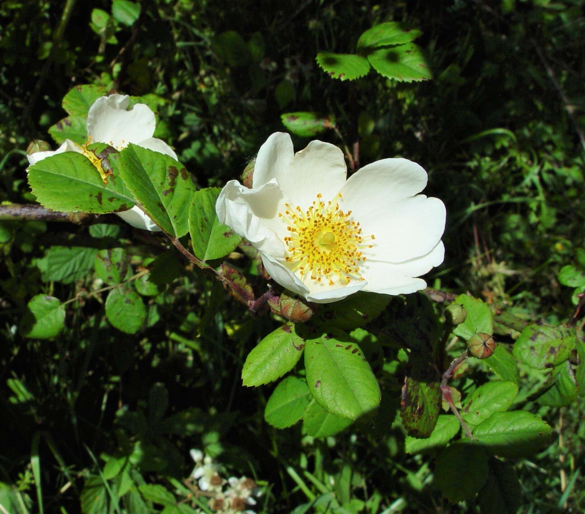 Image of Field-rose