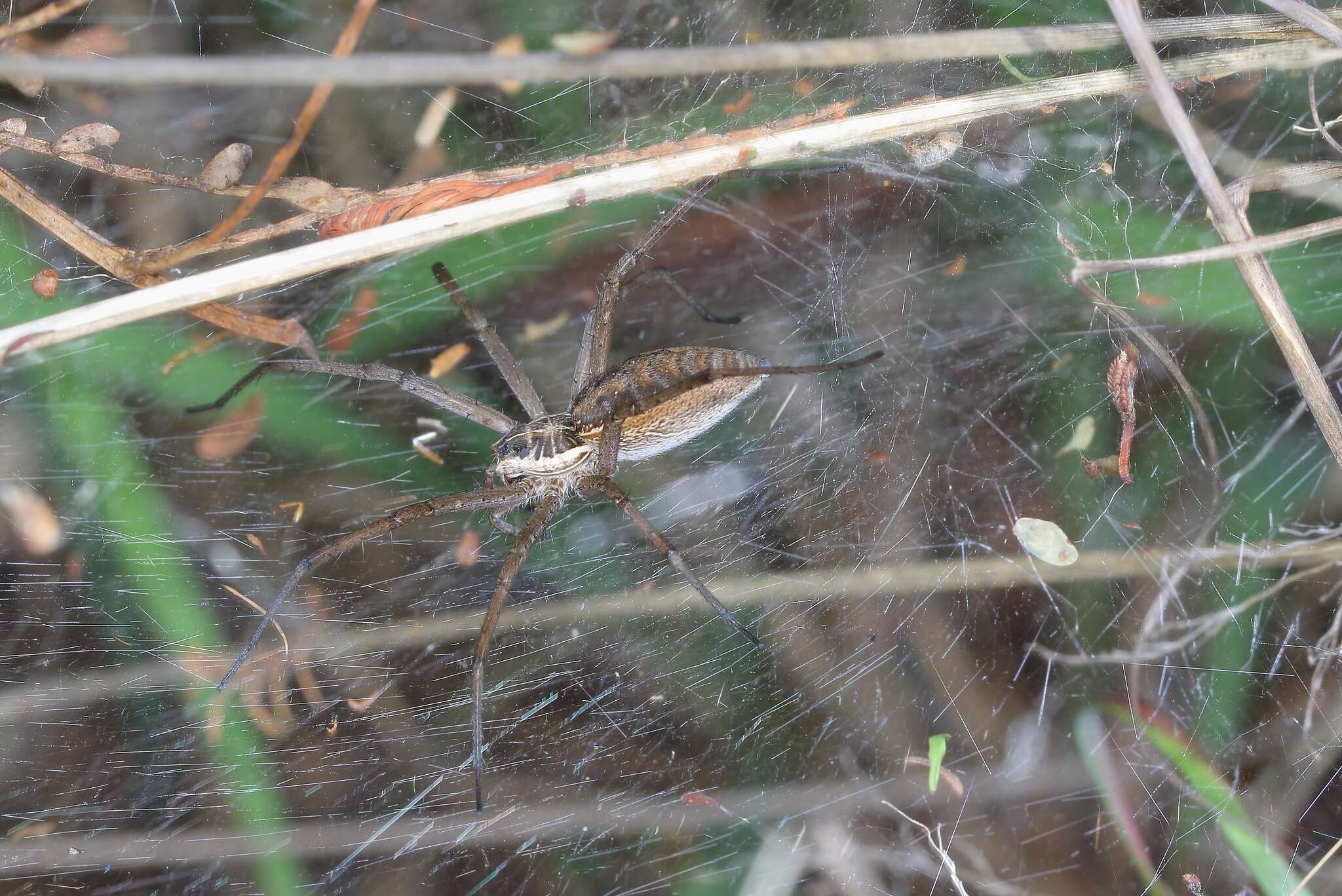 Слика од Euprosthenopsis vuattouxi Blandin 1977