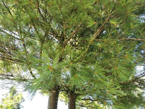 Image of Taiwan White Pine