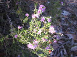 Hypocalymma strictum Schau. resmi