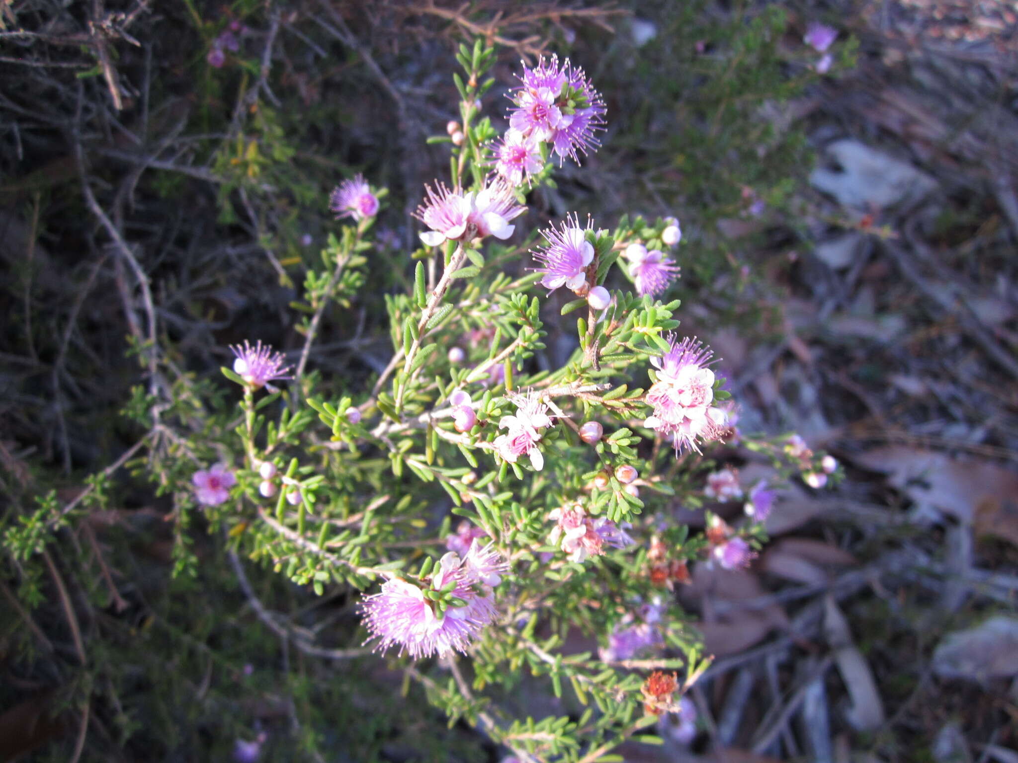 Image of Hypocalymma strictum Schau.