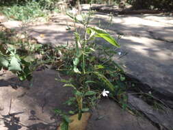 Rhinacanthus latilabiatus (K. Balkwill) I. Darbysh. resmi