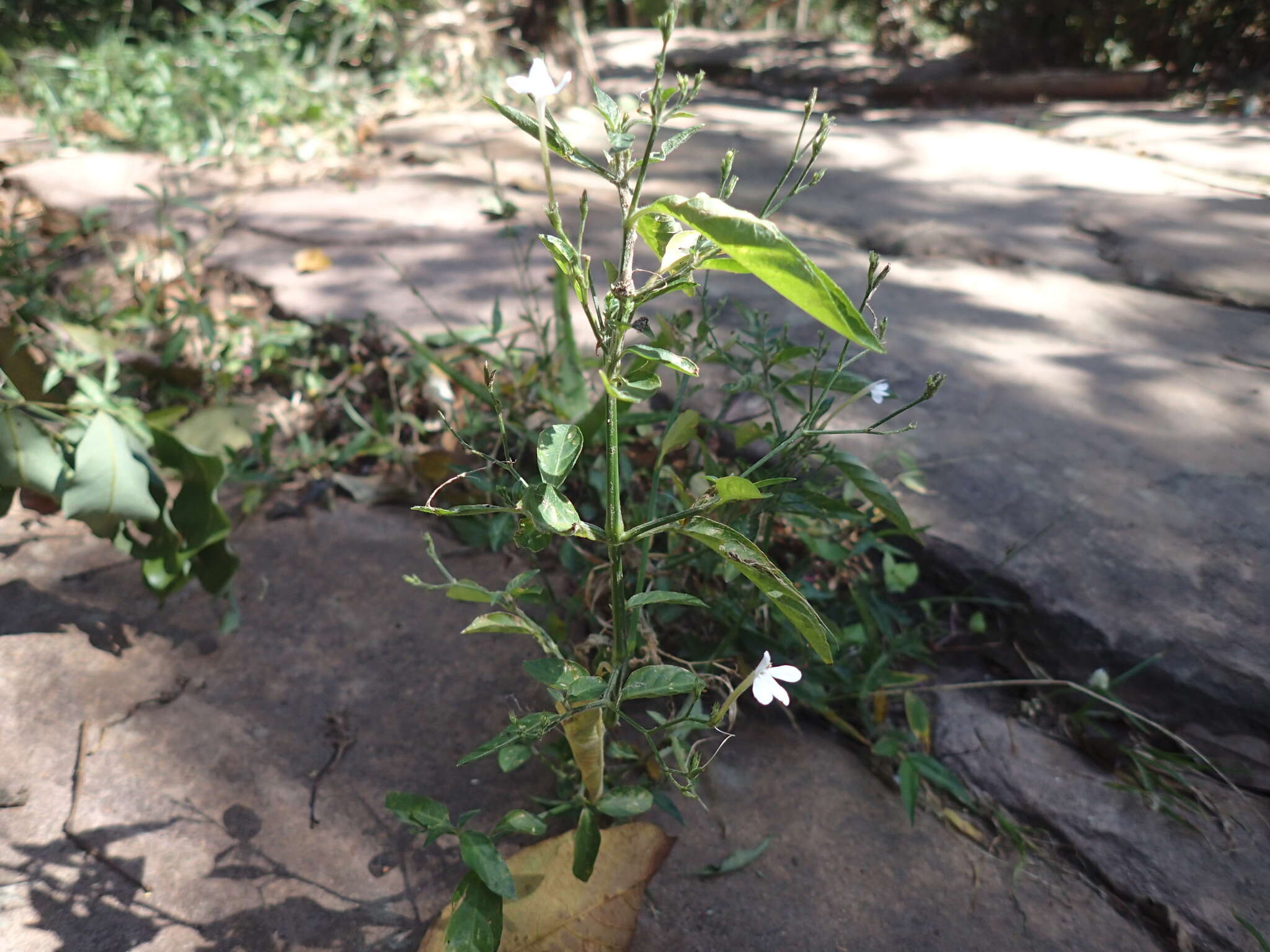 Image of Rhinacanthus latilabiatus (K. Balkwill) I. Darbysh.