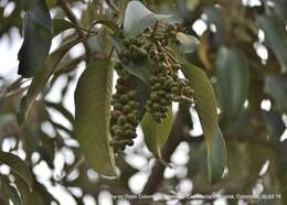 Plancia ëd Citharexylum subflavescens S. F. Blake