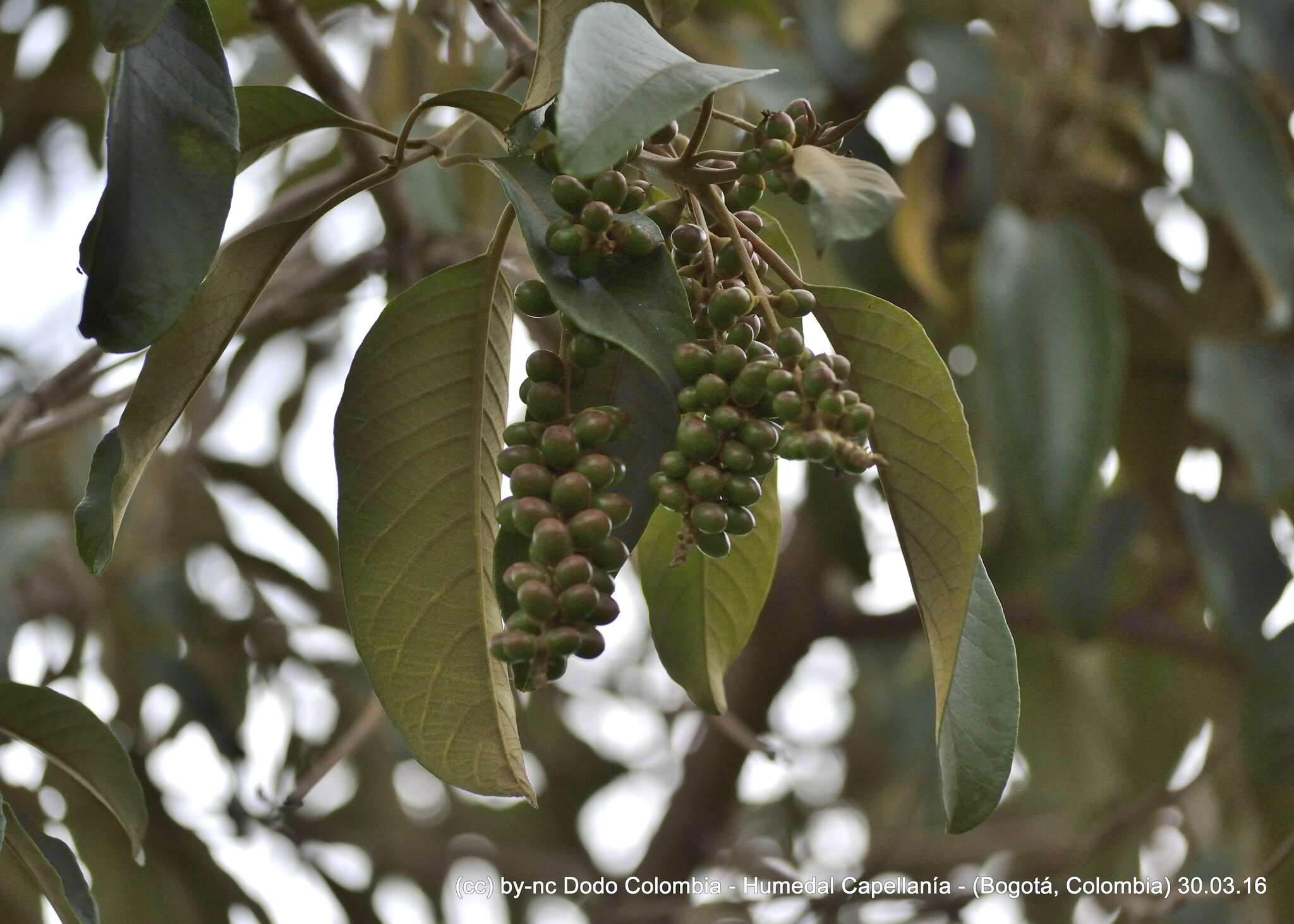 Image of Citharexylum subflavescens S. F. Blake