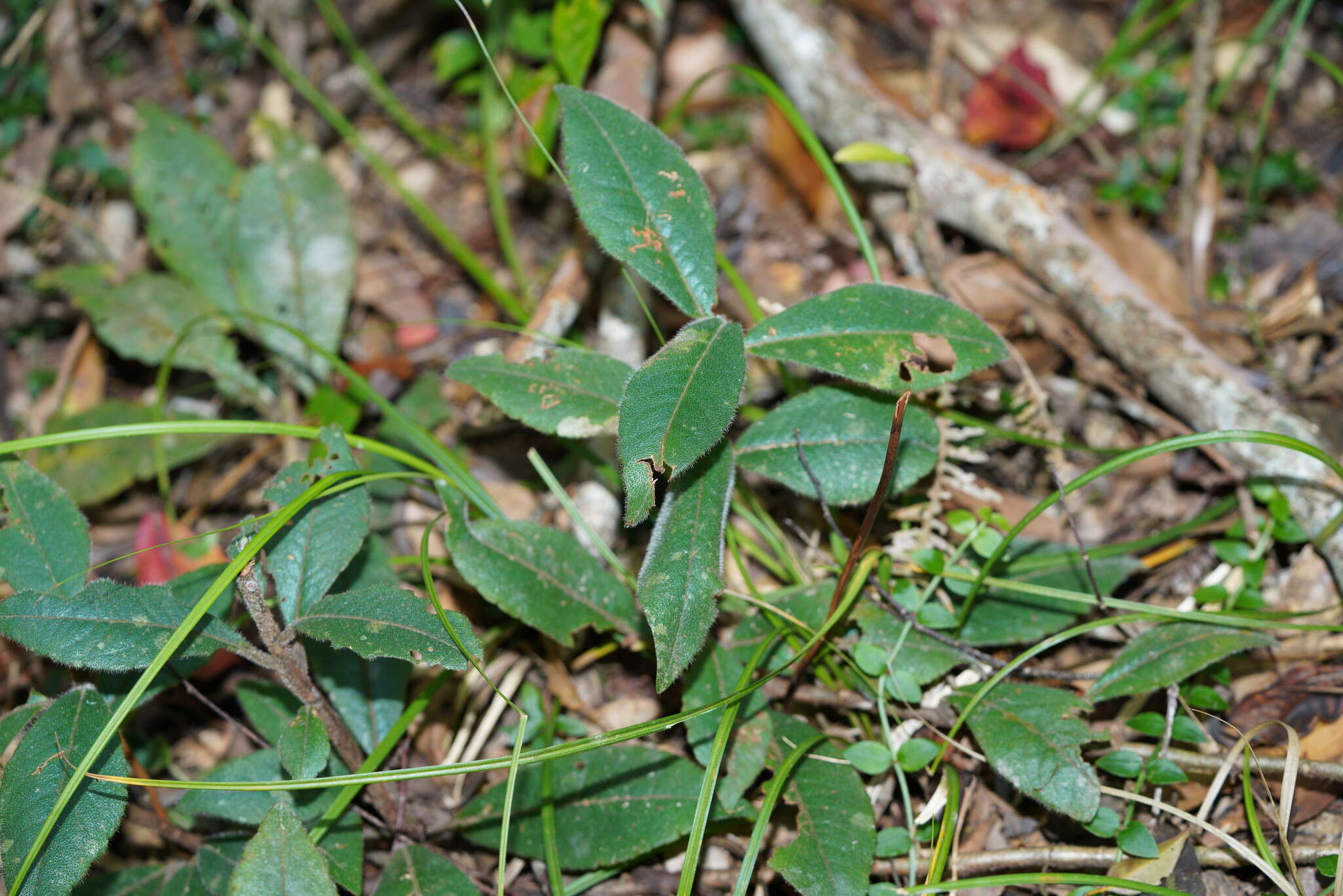 Sivun Ardisia villosa Roxb. kuva