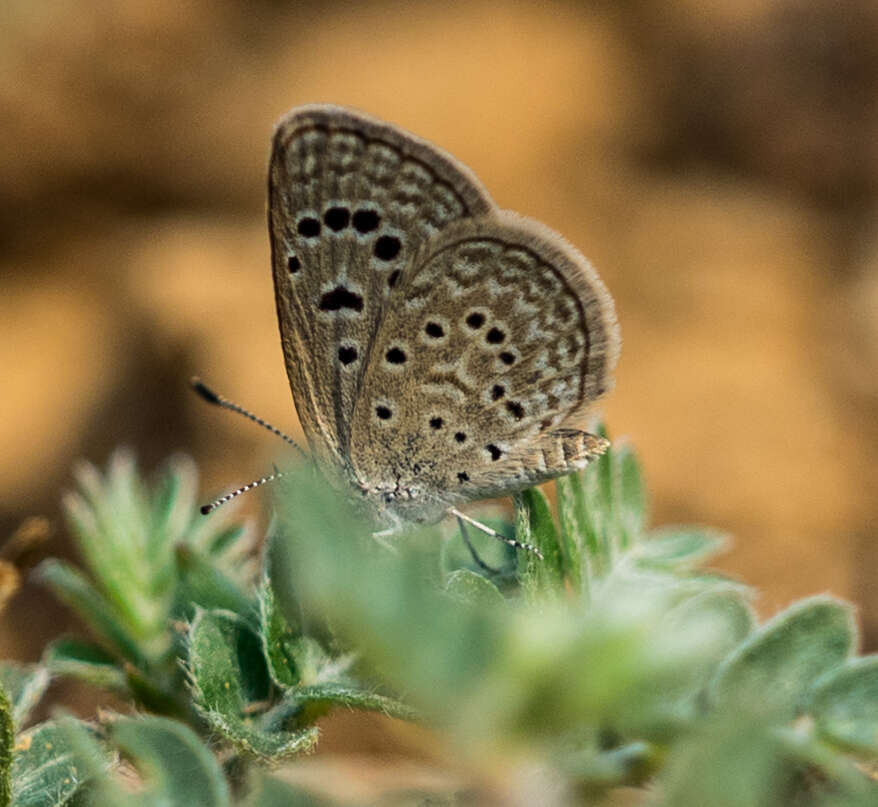 Imagem de Zizeeria karsandra (Moore 1865)