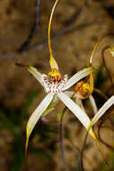 Image of Caladenia nobilis Hopper & A. P. Br.