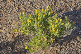 Image of Pteronia villosa L. fil.