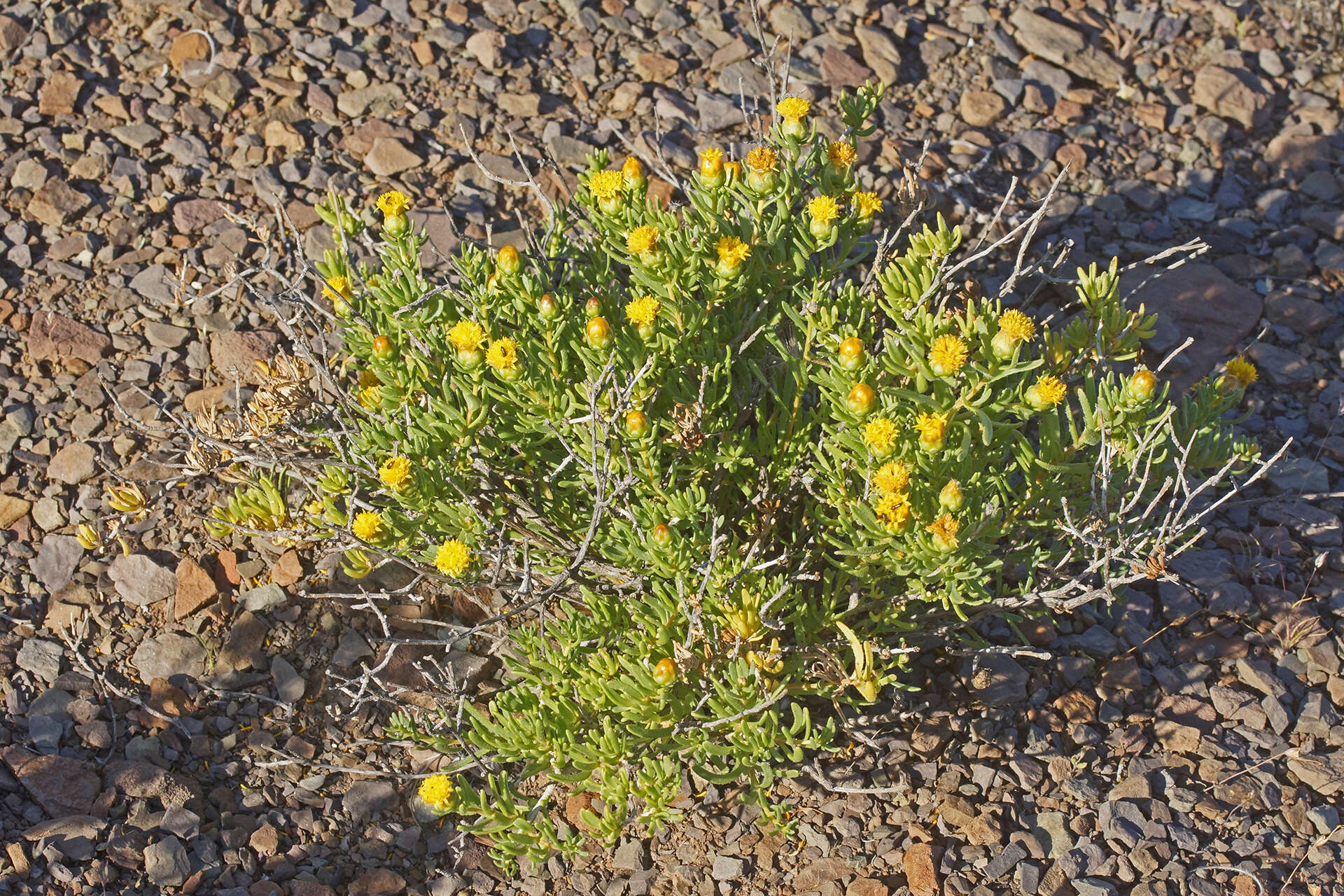 صورة Pteronia villosa L. fil.