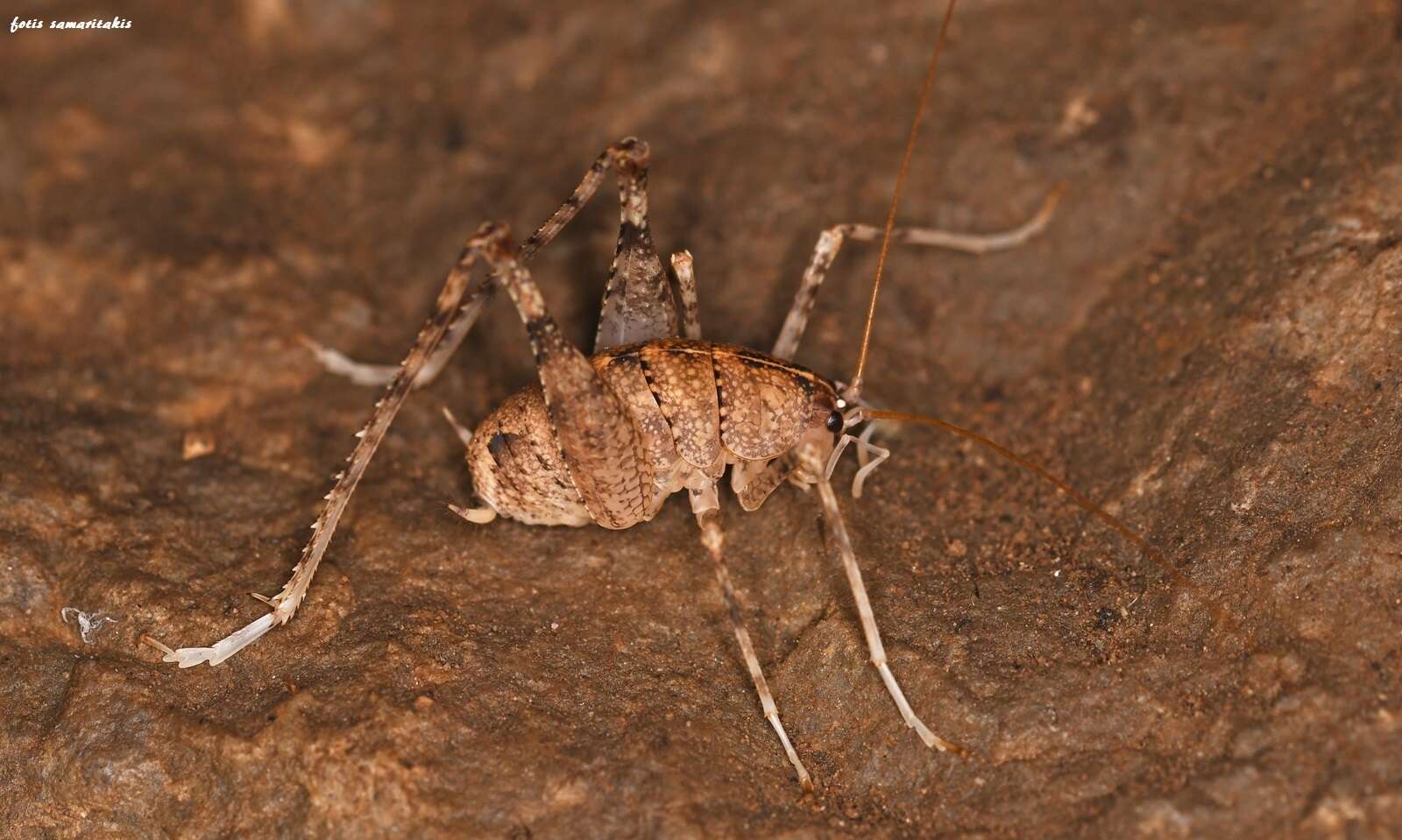 Troglophilus (Troglophilus) spinulosus Chopard 1921的圖片