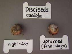 Image de Disciseda candida (Schwein.) Lloyd 1902