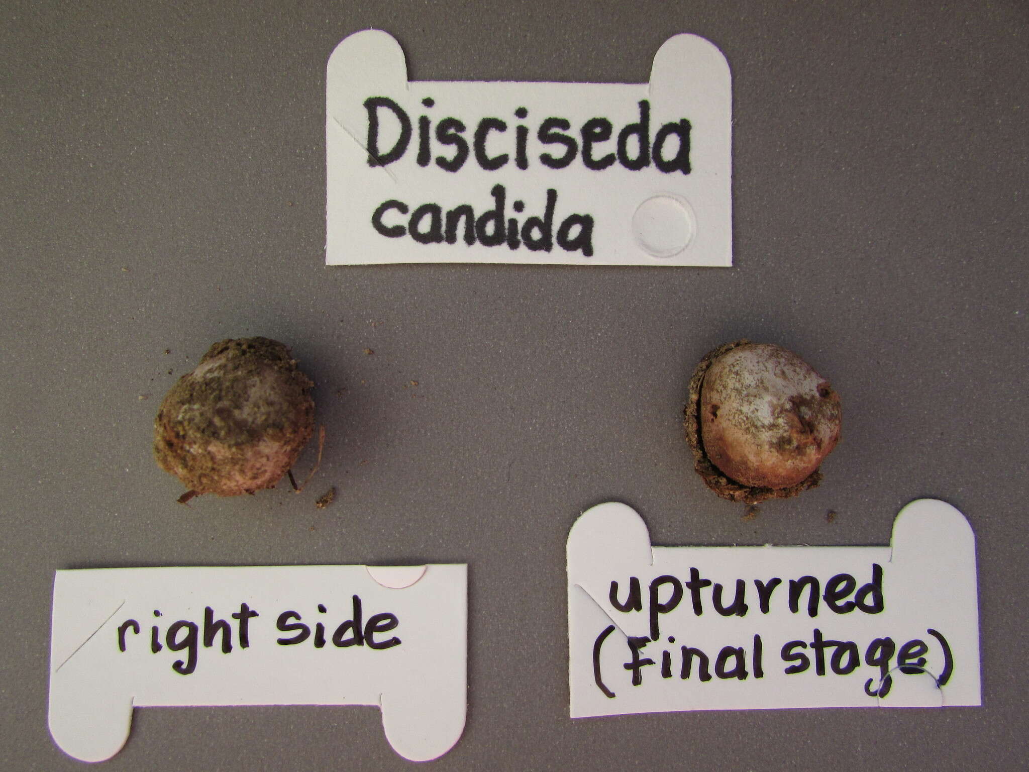 صورة Disciseda candida (Schwein.) Lloyd 1902