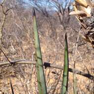 Image of century plant
