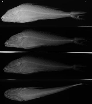 Image of sponge sculpin