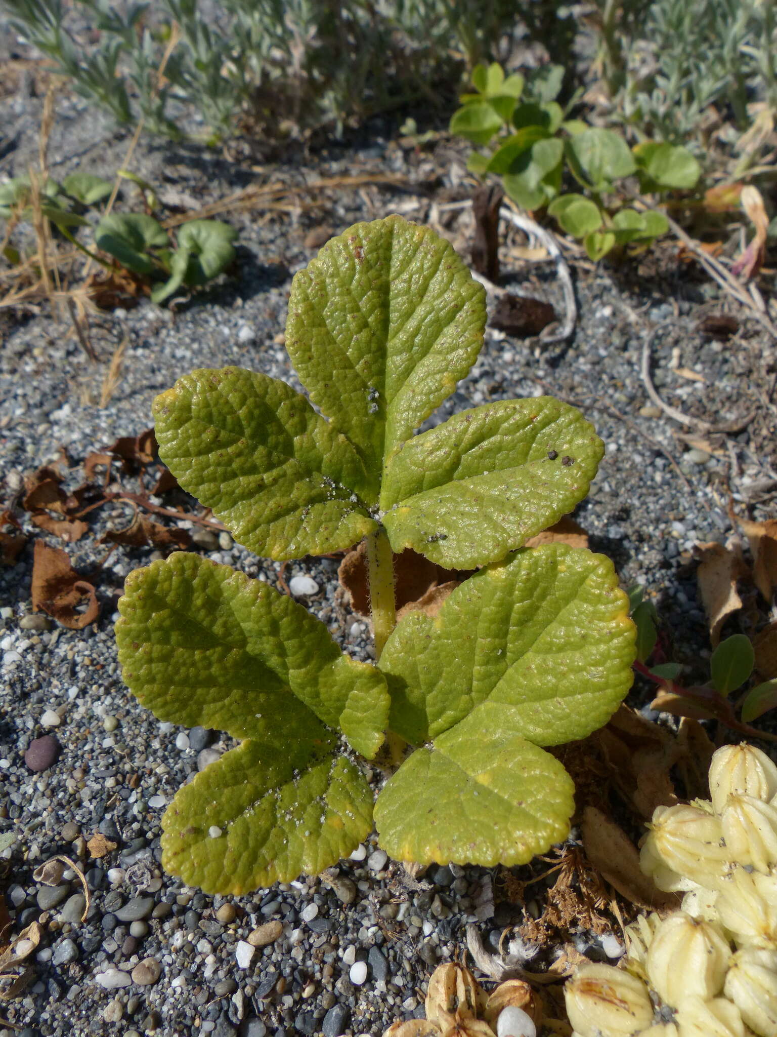 Angelica leiocarpa (Mathias) resmi