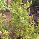 Image of Solanum galapagense S. C. Darwin & Peralta
