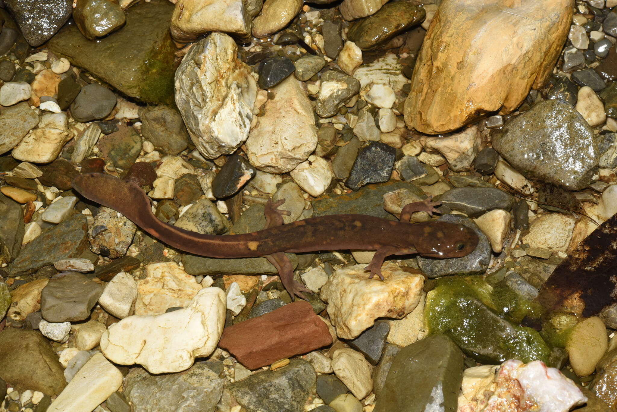 Image of Sichuan salamanders