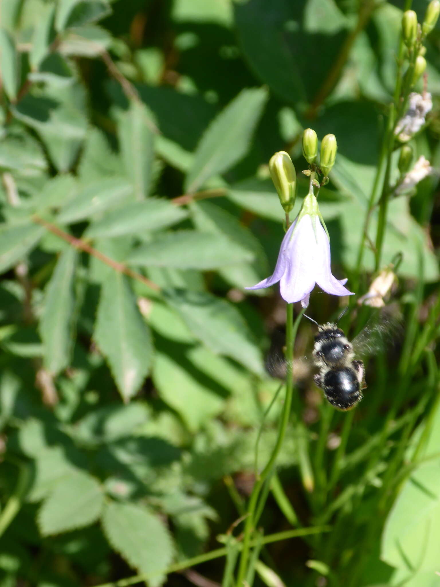 Image of Anthophora terminalis Cresson 1869