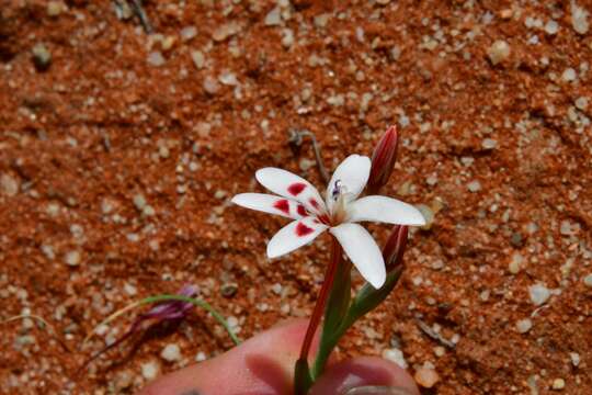 Image of Lapeirousia arenicola Schltr.