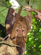 Image of Golden Short-palated Fruit Bat