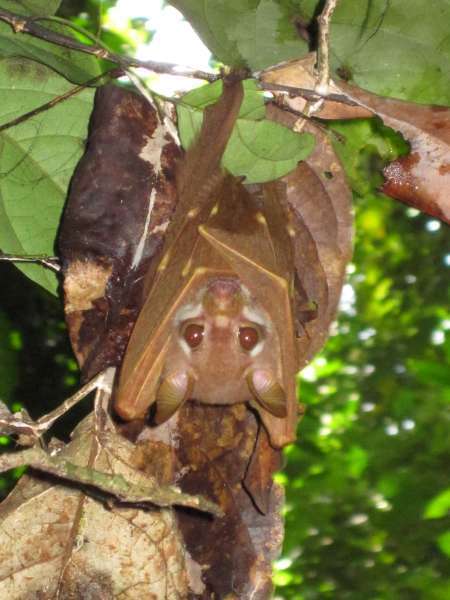 Image of Golden Short-palated Fruit Bat