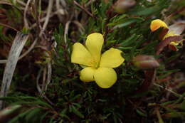 Image of Hibbertia procumbens (Labill.) DC.