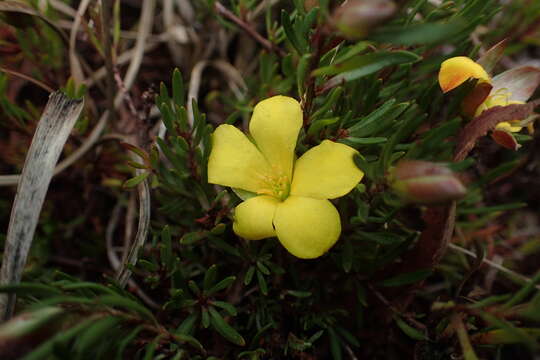 Image of Hibbertia procumbens (Labill.) DC.