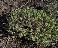 Plancia ëd Atriplex holocarpa F. Müll.