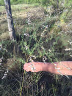 Image of nineanther prairie clover