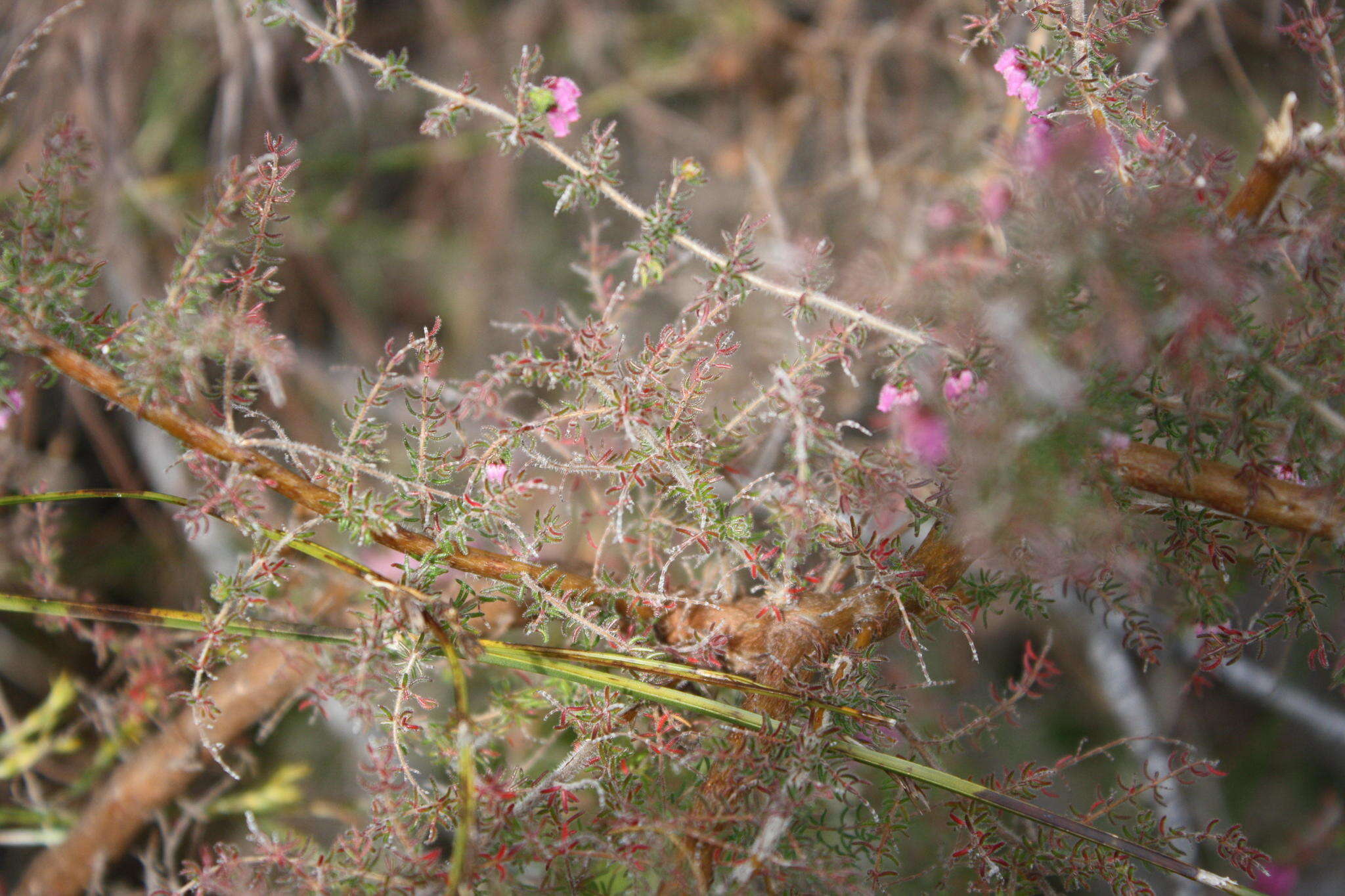 Image of Erica parviflora var. parviflora