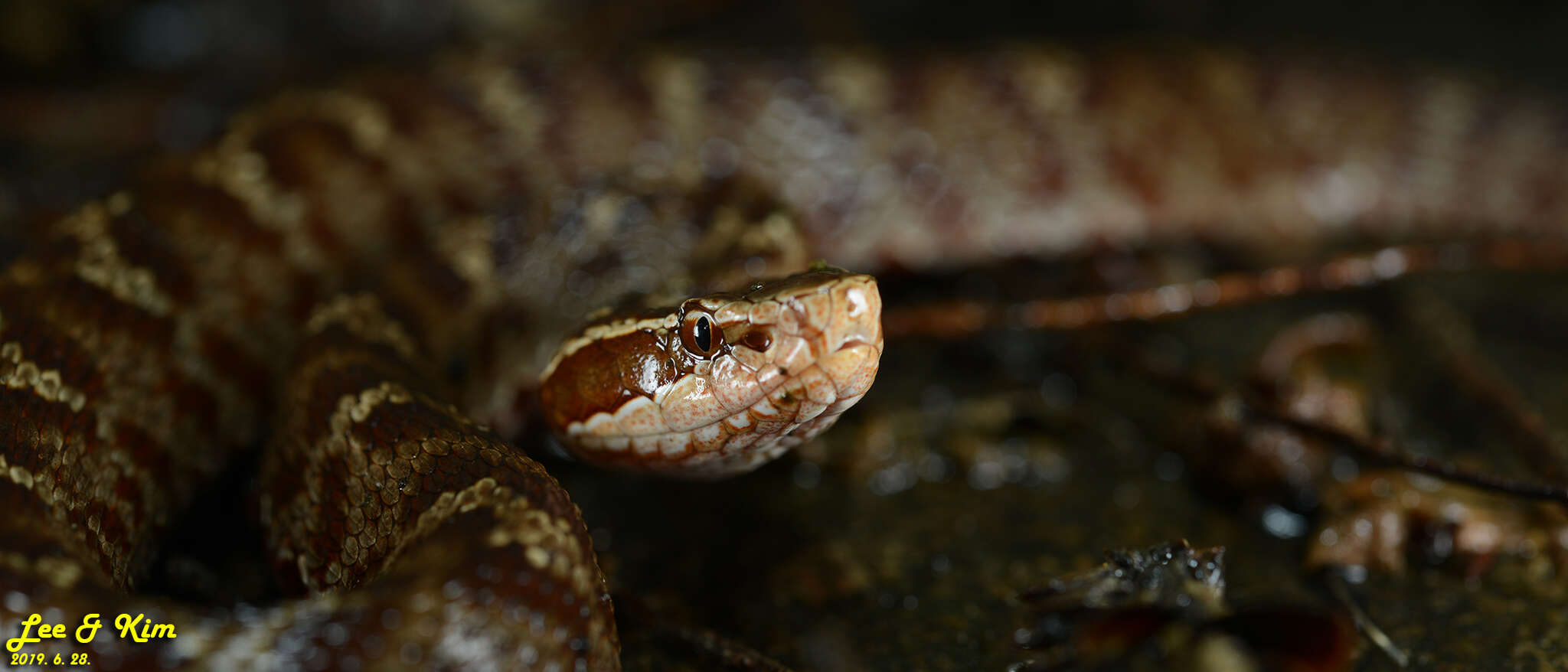 Image of Gloydius tsushimaensis (Isogawa, Moriya & Mitsui 1994)