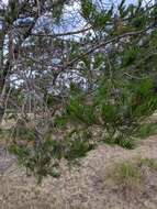 صورة Pinus remota (Little) D. K. Bailey & Hawksw.