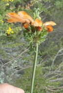 Sivun Leonotis ocymifolia (Burm. fil.) Iwarsson kuva