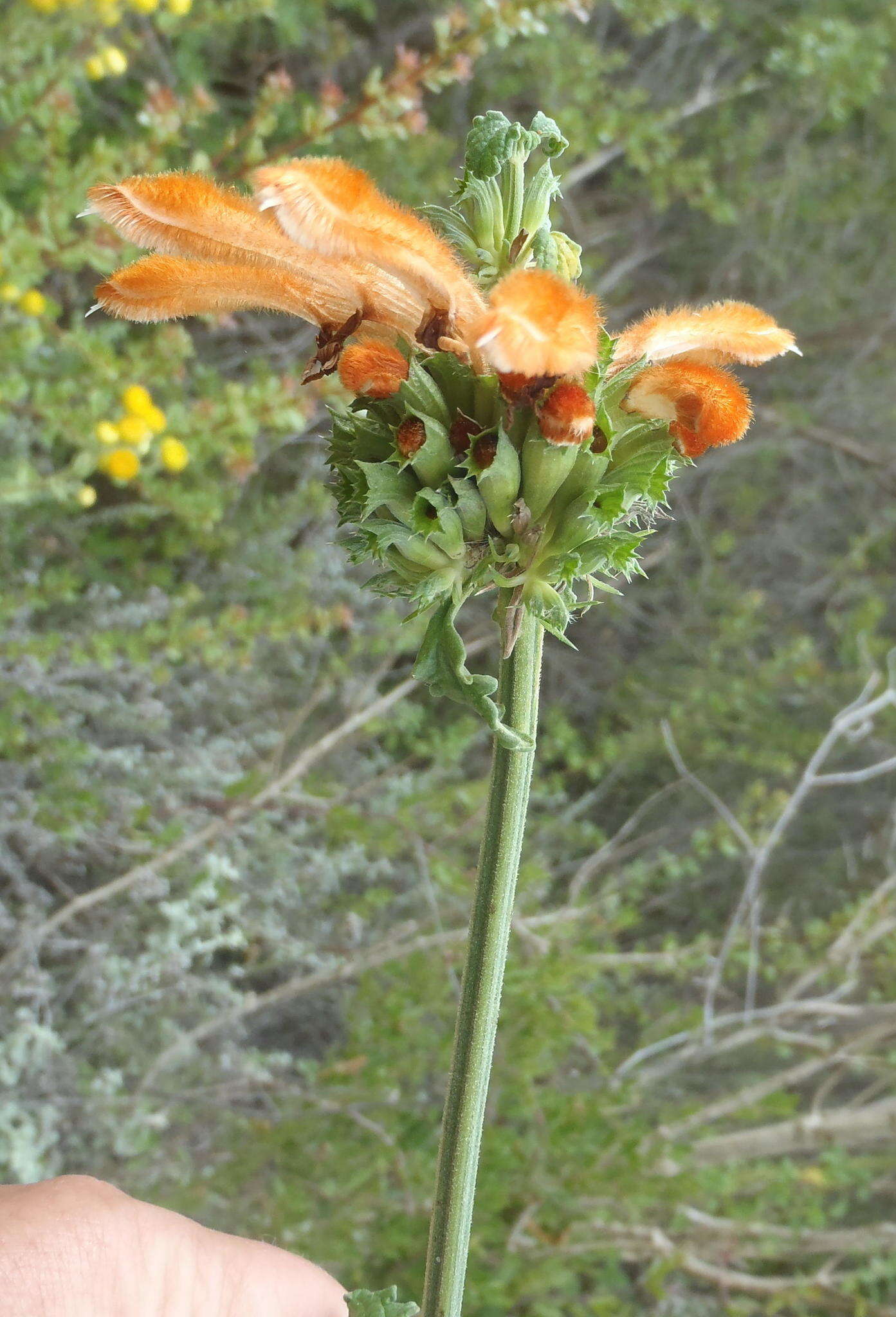 Sivun Leonotis ocymifolia (Burm. fil.) Iwarsson kuva