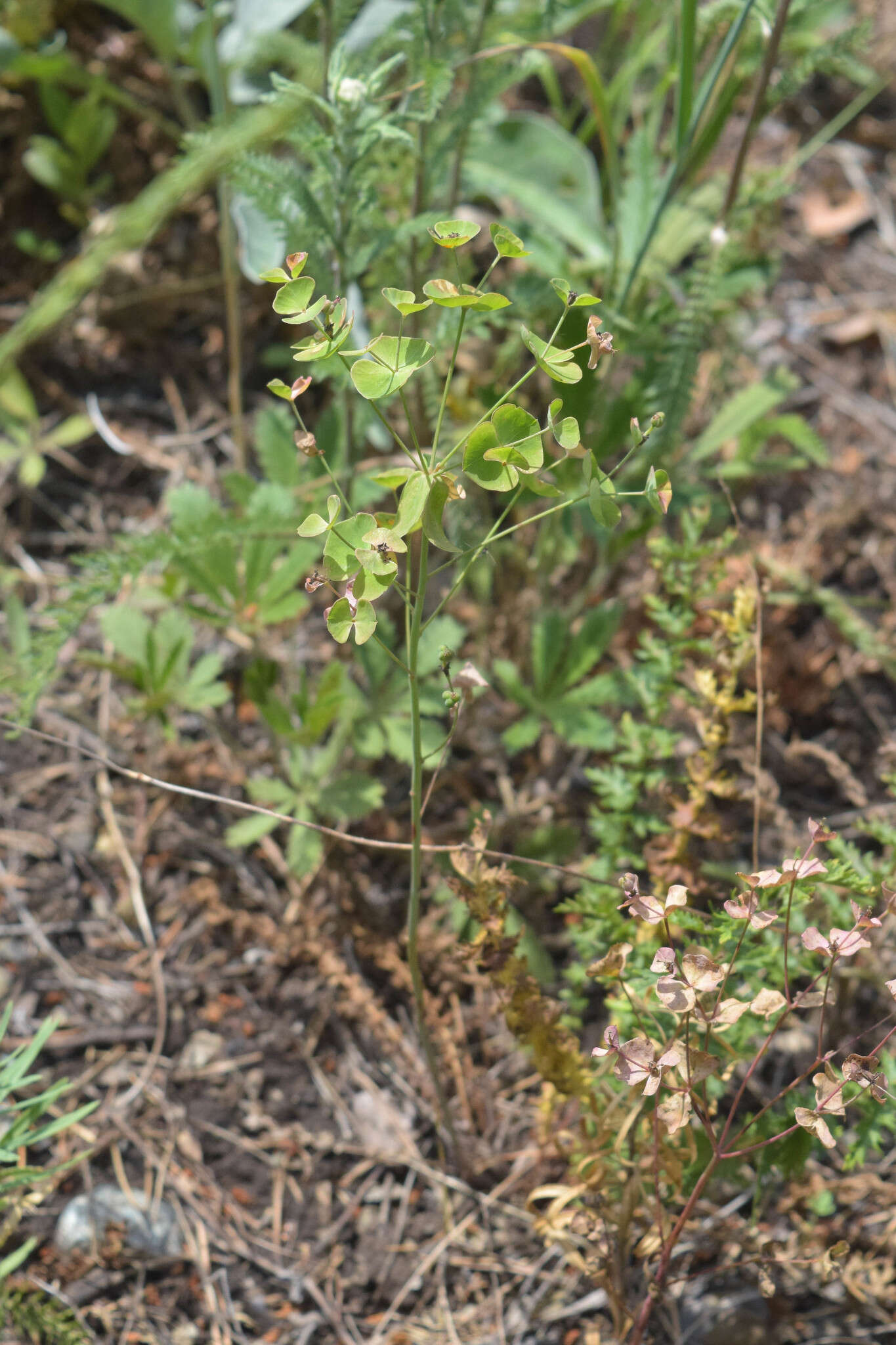 Слика од Euphorbia caesia Kar. & Kir.