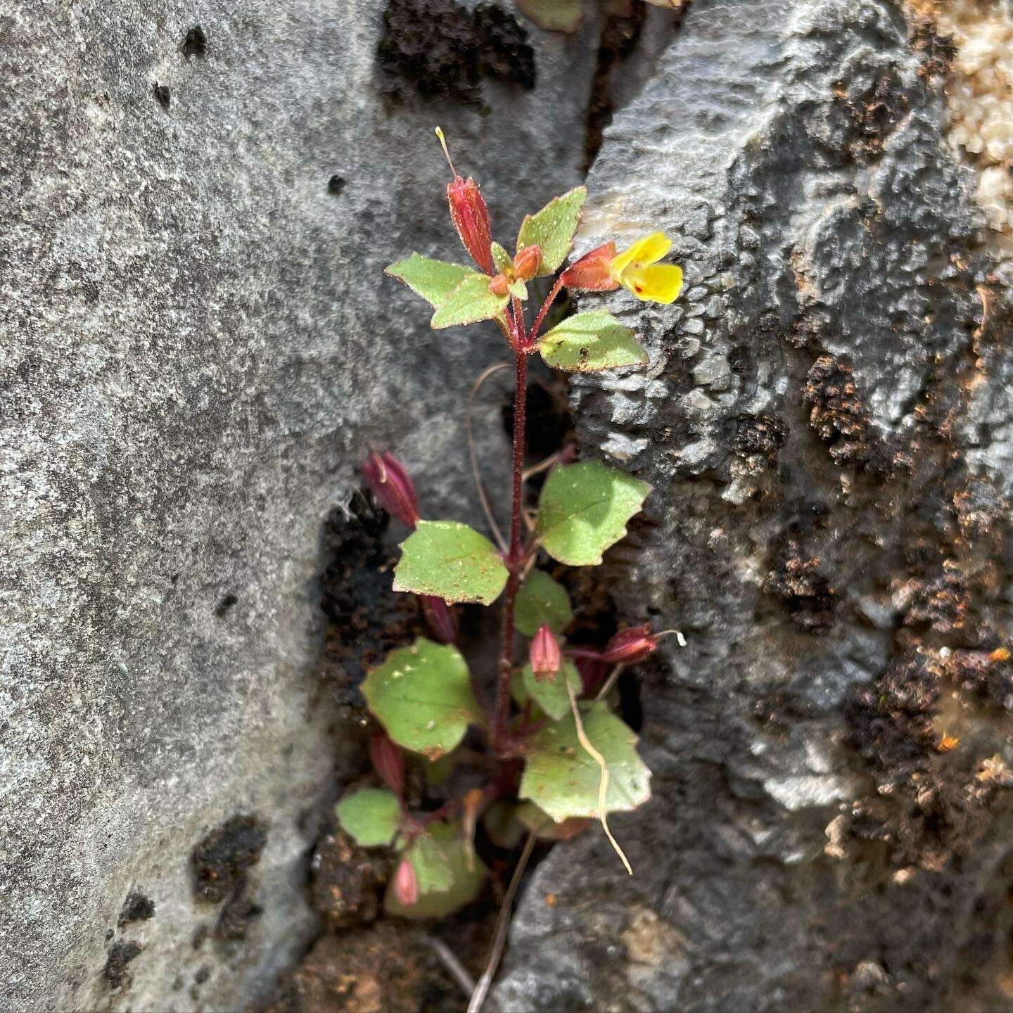 Image of Erythranthe taylorii G. L. Nesom