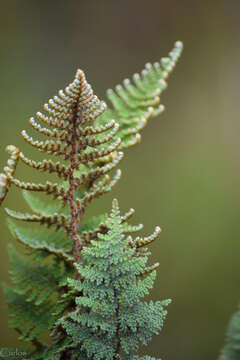 Plancia ëd Myriopteris myriophylla (Desv.) J. Sm.