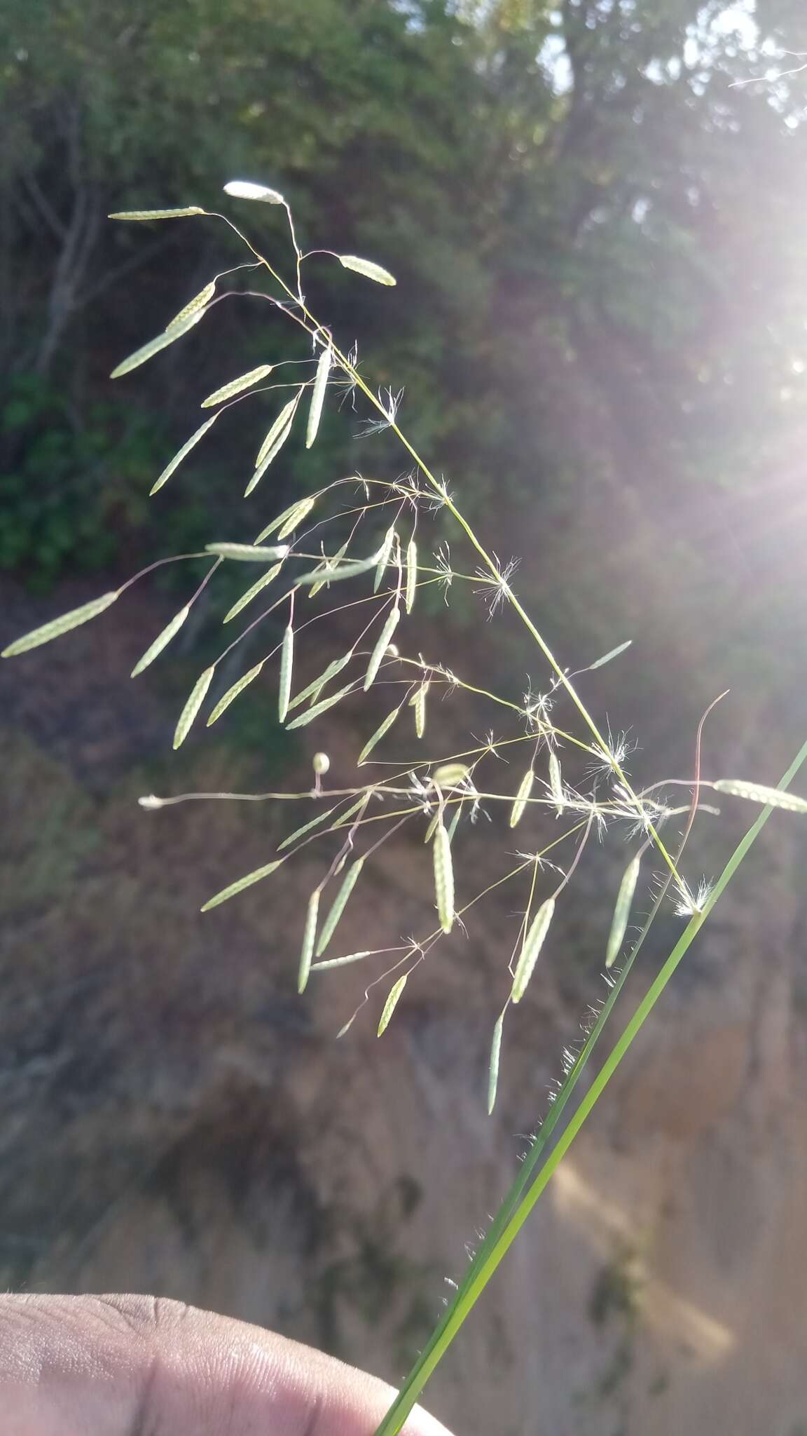 Sivun Eragrostis gangetica (Roxb.) Steud. kuva