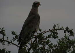 Image of Melierax canorus canorus (Thunberg 1799)