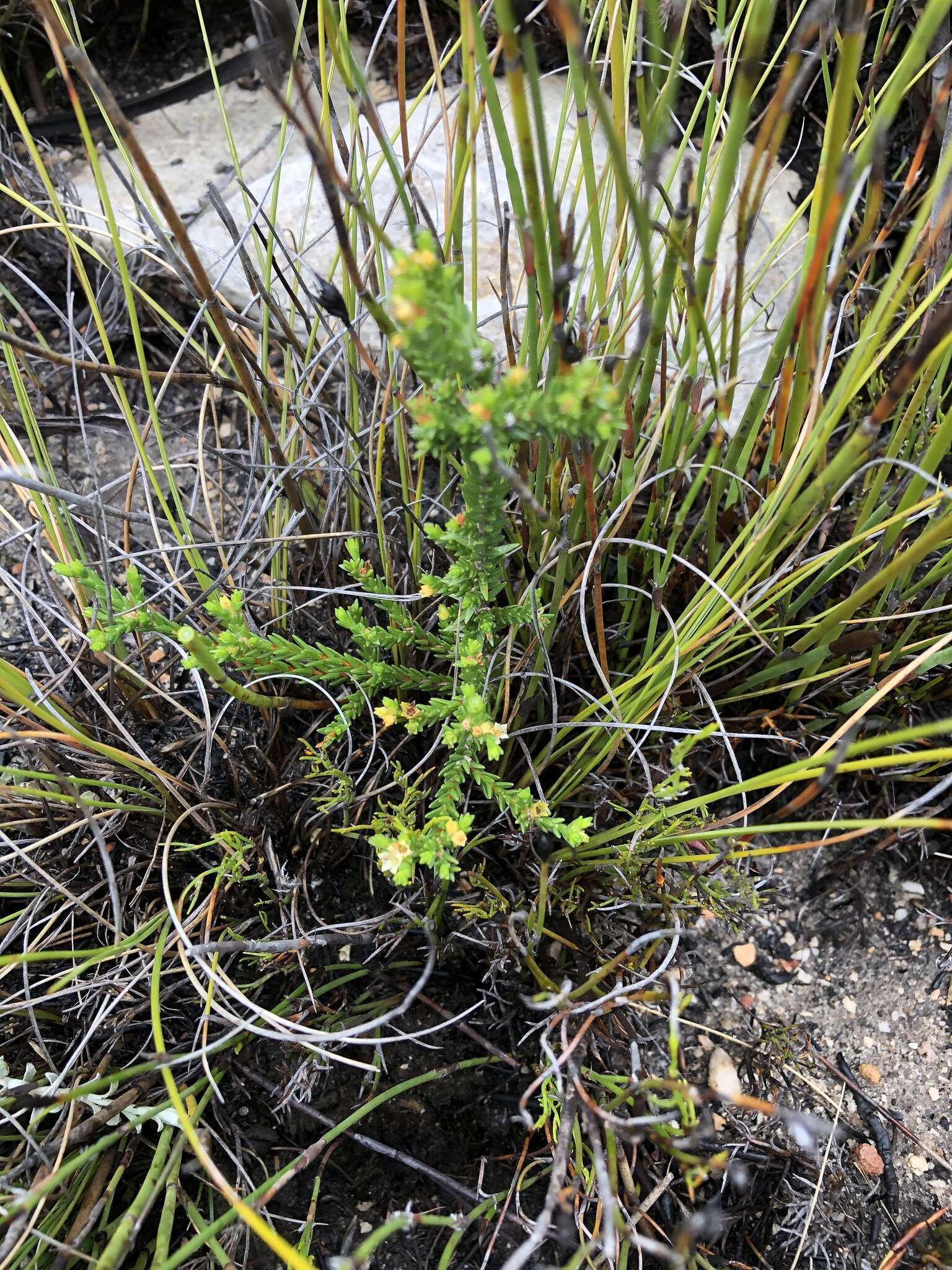 Image of Diosma apetala (Dümmer) I. Williams