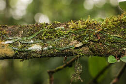 Image of leafless bentspur orchid