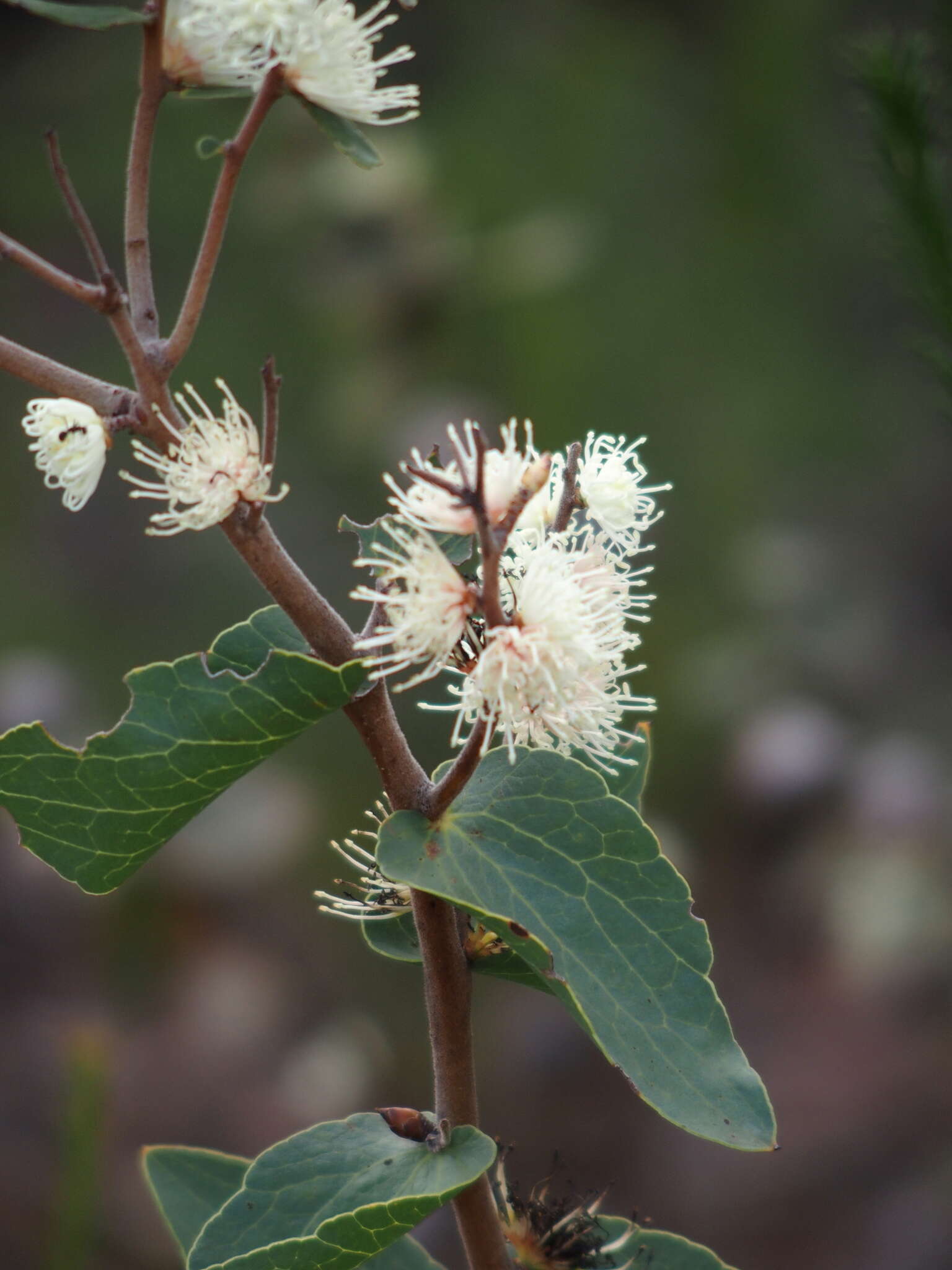 Image of Hakea ferruginea Sweet