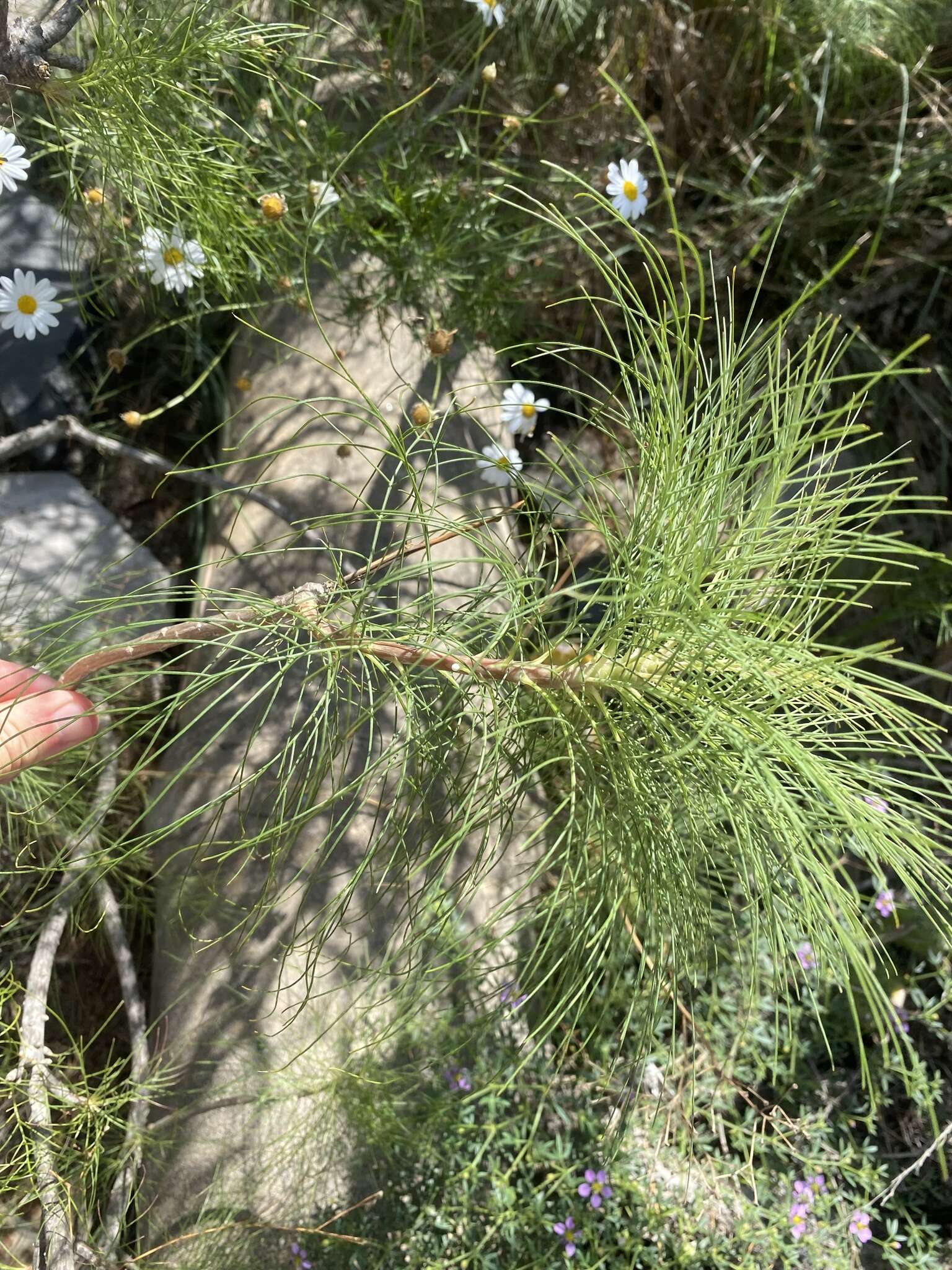 Image of Sonchus capillaris Svent.