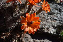 Image of Echinocereus salm-dyckianus Scheer