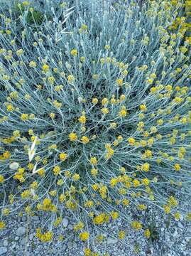 Image of yellow amaranth