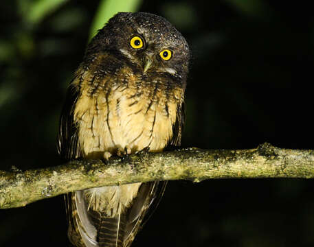 Image of White-throated Screech Owl